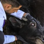 عجرم تحت هجوم محبيها.. هل أحيت حفلا لإسرائيلي؟