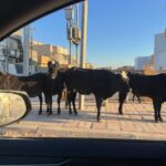 مديرة مدرسة في كربلاء تهين طالبة بسبب حالتها الصحية