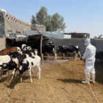 القرصنة الرقمية تزعج “لا ليغا” في العراق.. دعوة الى الحكومة