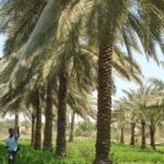 النفط العراقي مع العالمي يحلقان في تعاملات الثلاثاء
